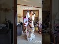 furry tiktok compilation 78