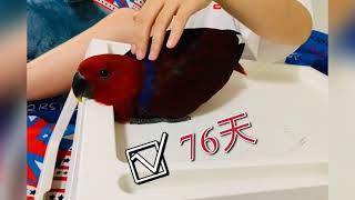 鸚鵡乖乖成長記，折衷鸚鵡（學名：Eclectus roratus），又名紅脅綠鸚鵡