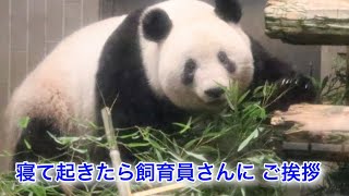 起きたら飼育員さんにご挨拶〜飼育員さんを確認〜　#シャンシャン #パンダ