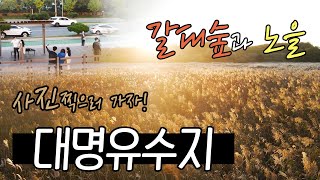 대구 가을 인생샷 스폿! 대명유수지 / 은빛물결 넘실대는 달서구 억새와 갈대 명소 [4k]