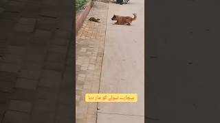 Dog and weasel fight very dangerous fight#youtube #shortvideo