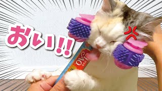 猫にフェイスマッサージをしてあげたらめちゃくちゃ怒られた【おしゃべりする猫】 【猫アテレコ】