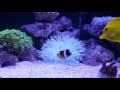 long tentacle anemone with crownfish