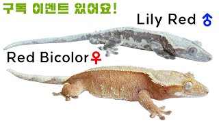 둘 다 첫경험인데 크레스티드 게코 짝짓기 성공!! [Crested Gecko Mating Succeed]