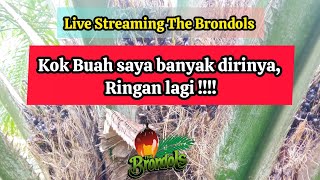 Live Streaming The Brondols : Kok Buah saya banyak dirinya, Ringan lagi !!!!