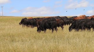 Kansas Cattle Deaths