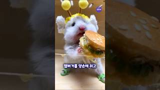 먹방 햄스터 #shotrs #티모