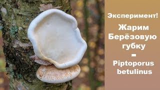 Эксперимент! Жарим Берёзовую губку.