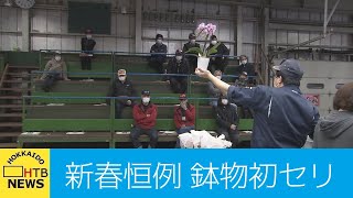 北海道　新春恒例　鉢物の初セリ　胡蝶蘭にシクラメンなどおよそ６千鉢　新年を彩る花々