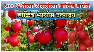 डाळिंब विक्रमी उत्पादन, 100 % तेल्या बागेत, डाळिंबाचे भरघोस उत्पादन, Pomegranate Farming In Marathi