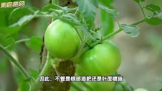 瓜果类、茄果类和豆角类蔬菜，种植忌5点，否则有花不结果还早衰