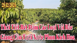 Thời tiết rét đậm Quyết định tưới nước phun thuốc kích hoa cho vải Bắc Giang