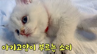 Mother cat calling a Baby cat ELLA😻 The sound of a mother cat calling a sleeping kitten in a box!