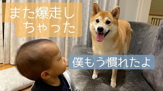 爆走する柴犬姉ちゃんに全く動じない1歳息子【柴犬姉ちゃんと1歳息子の徒然】