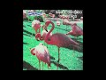 Panda Skare - Santo Domingo Flamingo