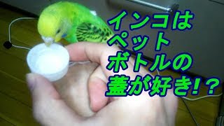 インコにペットボトルの蓋与えてみた！