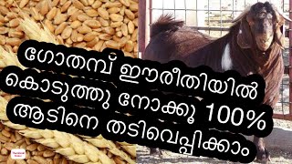 ഗോതമ്പ് ഈ രീതിയിൽ കൊടുത്തു നോക്കു 100%ആടിനെ തടിവെപ്പിക്കാം