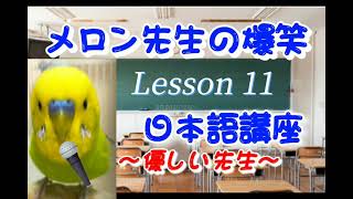 【セキセイインコ】メロン先生の爆笑日本語講座🐥 Lesson11 おしゃべりインコメロンちゃん インコおしゃべり しゃべるインコ🐥