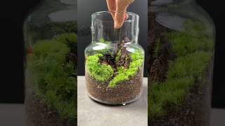 Moss Bonsai Moss Micro Landscape bonsai art 苔藓微景观《nana)) works welcome to subscribe #shorts