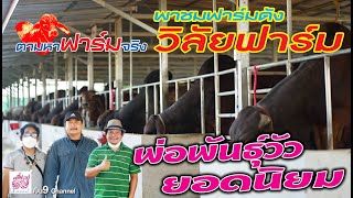 พาชมฟาร์มดังวัวงามวิลัยฟาร์ม​ : ตามหา​ฟาร์ม​จริง​EP.12