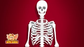 Learn Human Body - Skeleton System