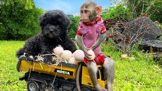 Bim Bim obedient takes the little puppy to harvest eggs