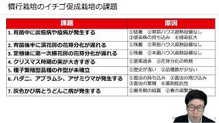 いちごの促成栽培2023年の振り返りと2024年の検証テーマ【有機栽培とアクアポニックス】