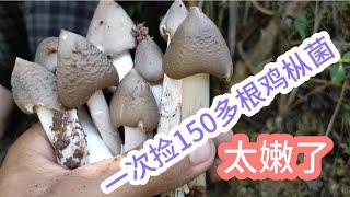 一次就捡150多根最嫩的鸡枞菌，这品质太好捡得太过瘾了