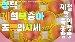 農村農家 경북영덕군 복숭아장터 개장되었습니다! 시세와종류! 농장탐방! 견문록♡삶2209/Yeongdeok traditional market, korea