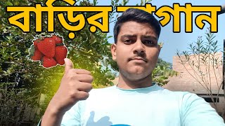 বাড়ির বাগানে সবজি, ফল চাষ | সহজ পদ্ধতিতে নিজে করুন চাষ #treeplantation