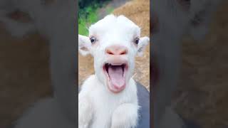 goat's kid sound #shorts #viral #animals #petlover #animalsounds #shortsvideo #ytshorts #viral video