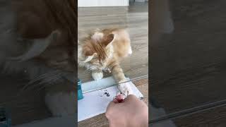 好可爱的缅因小猫 So cute the little maine coon  #mainecoon #kitten #animals #shorts #cutecat