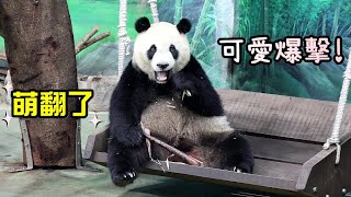 圓仔坐盪鞦韆啃石篙筍萌翻了,努力墊腳拿不到窩窩頭只好~|Giant Panda Yuan Zai ,圆仔,貓熊,大貓熊,大熊貓