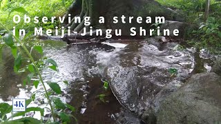 明治神宮　宝物殿広場の小川　Observing a stream in Meiji-Jingu Shrine 4K