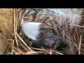 20170609 Tree Swallow Chicks