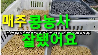 👩‍🌾 매주콩 👩‍🌾 콩타작 쉽게  하는 방법 /유기농 .매주콩 .콩나물콩.쥐눈이 약콩. 콩터는 방법 알려 드려요.