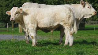 LOT 120 - Cowllection Simon Genetic 2022