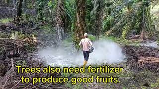 Palm Oil Making Process | Modern Oil Palm Harvesting Process | How Palm Oil Is Made In Factory