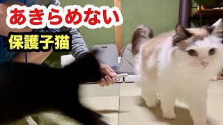 先住猫に絶対勝てない保護子猫だがあきらめない