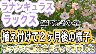 《ラックスの育て方その4》開花株を購入後7号スリット鉢に植え替えて2ヶ月後の様子／ラックスの講演会に行ってきました／ラナンキュラスラックス／アリアドネ／ハデス／グレーシス#33