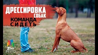 Дрессировка команде \