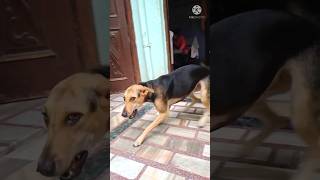 Street dog Funny video #dog#viral #video #dogfight