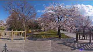 【桜】三八城公園【360度動画】