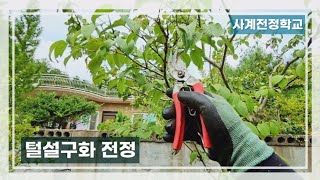 털설구화 전정 #133사계전정학교 23 07 03