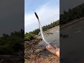 needlefish long toms. poor man s marlin. youtubeshorts shortvideo needlefish longtom fishing