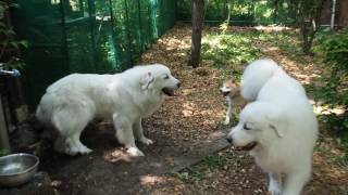 【グレートピレニーズ/greatpyrenees】ティベリウス君が遊びにきました