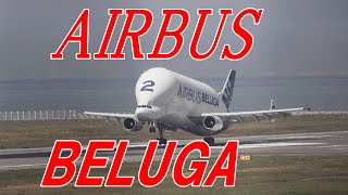 AAIRBUS BELUGA Landing @KOBE　エアバス社ベルーガ神戸着陸　2023/5/10