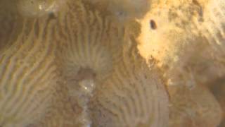 Timelapse video showing a diverse community of ciliates eating apparently healthy coral tissue..