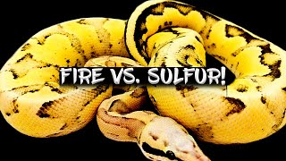 Comparison of the Fire and Sulfur Ball Python Genes!