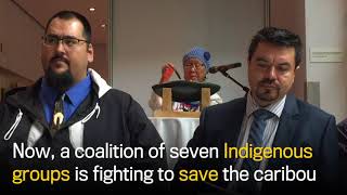 Inuit, First Nations sign historic caribou agreement